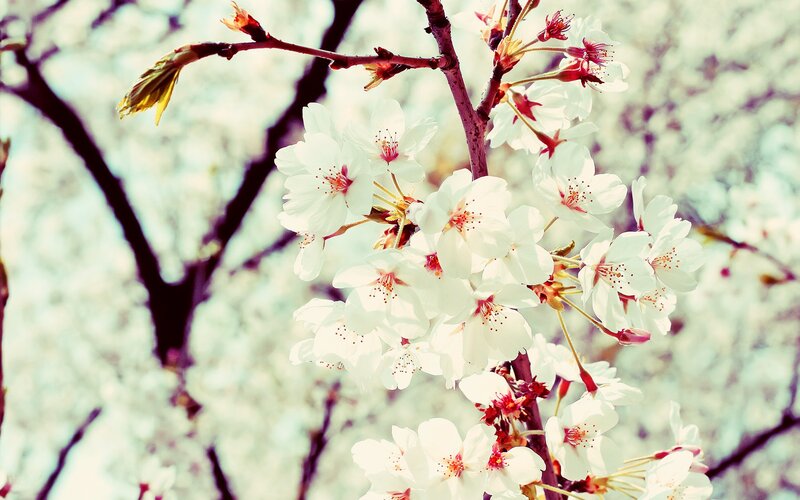 cherry blossoms in spring