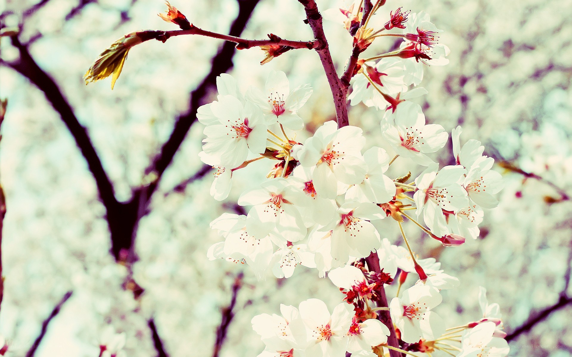 cherry blossoms in spring