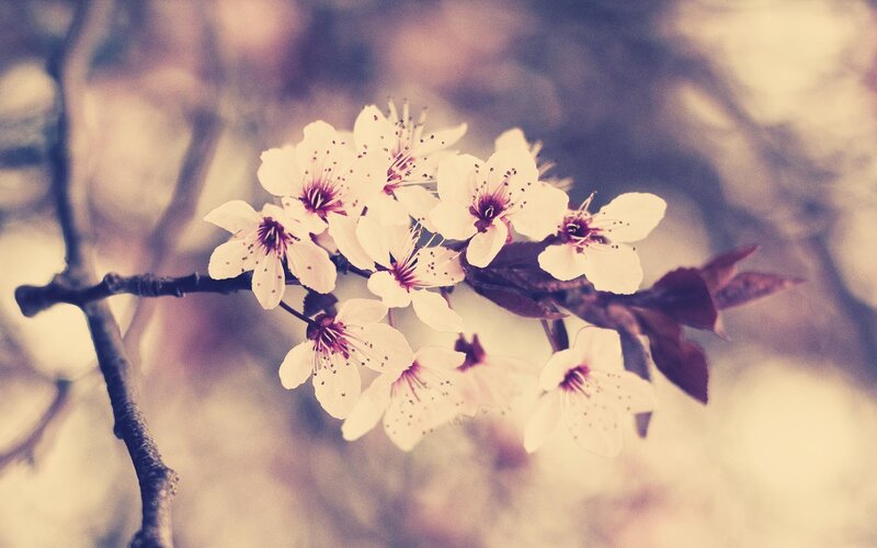 cherry blossoms in spring