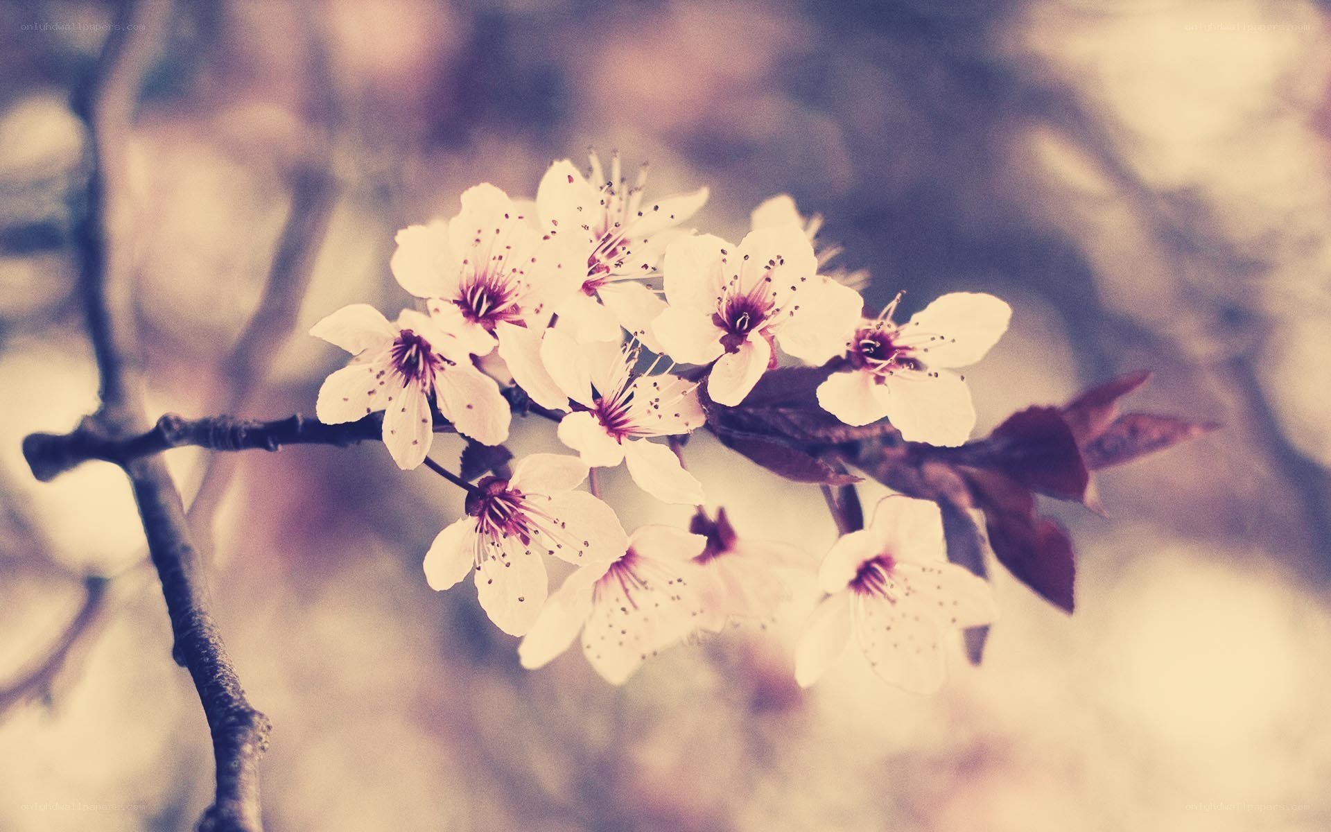 cherry blossoms in spring