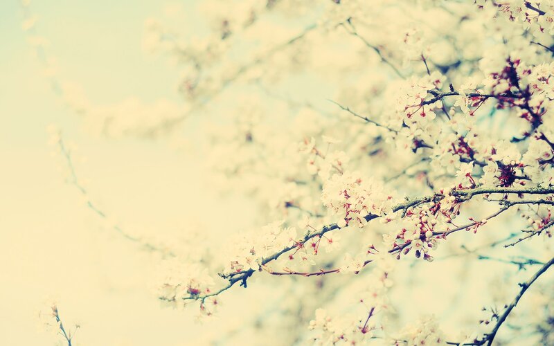 cherry blossoms in spring