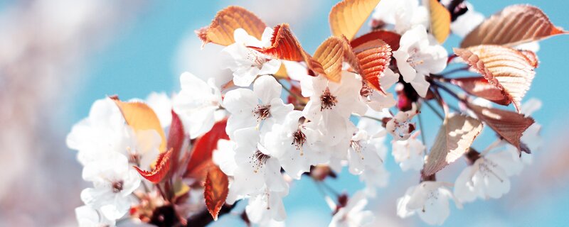 cherry blossoms in spring