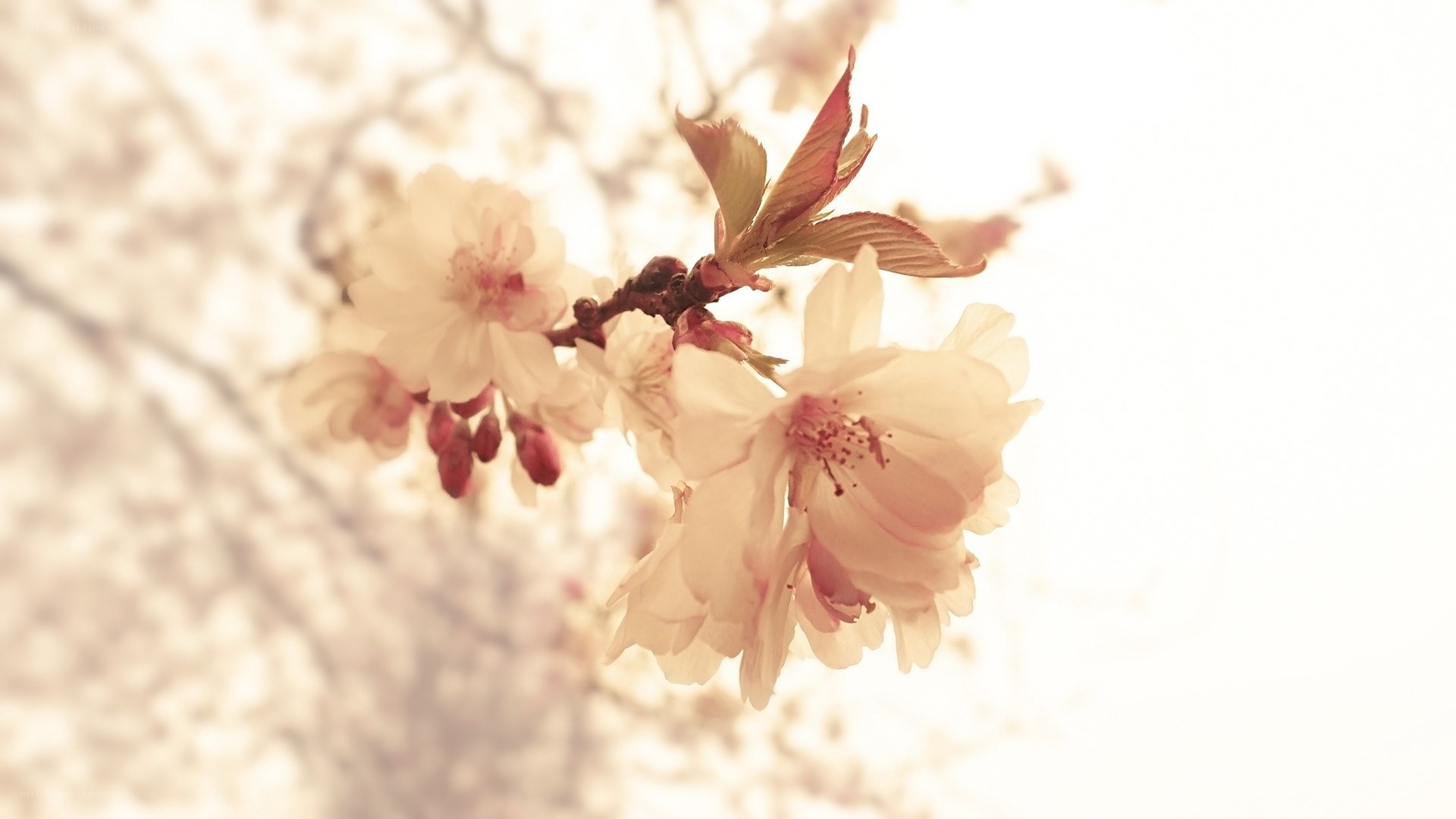 cherry blossoms in spring