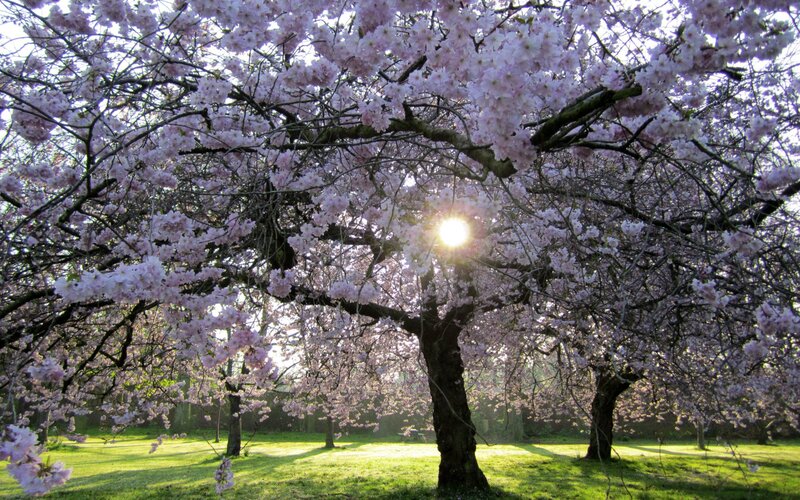 Cherry blossoms in spring