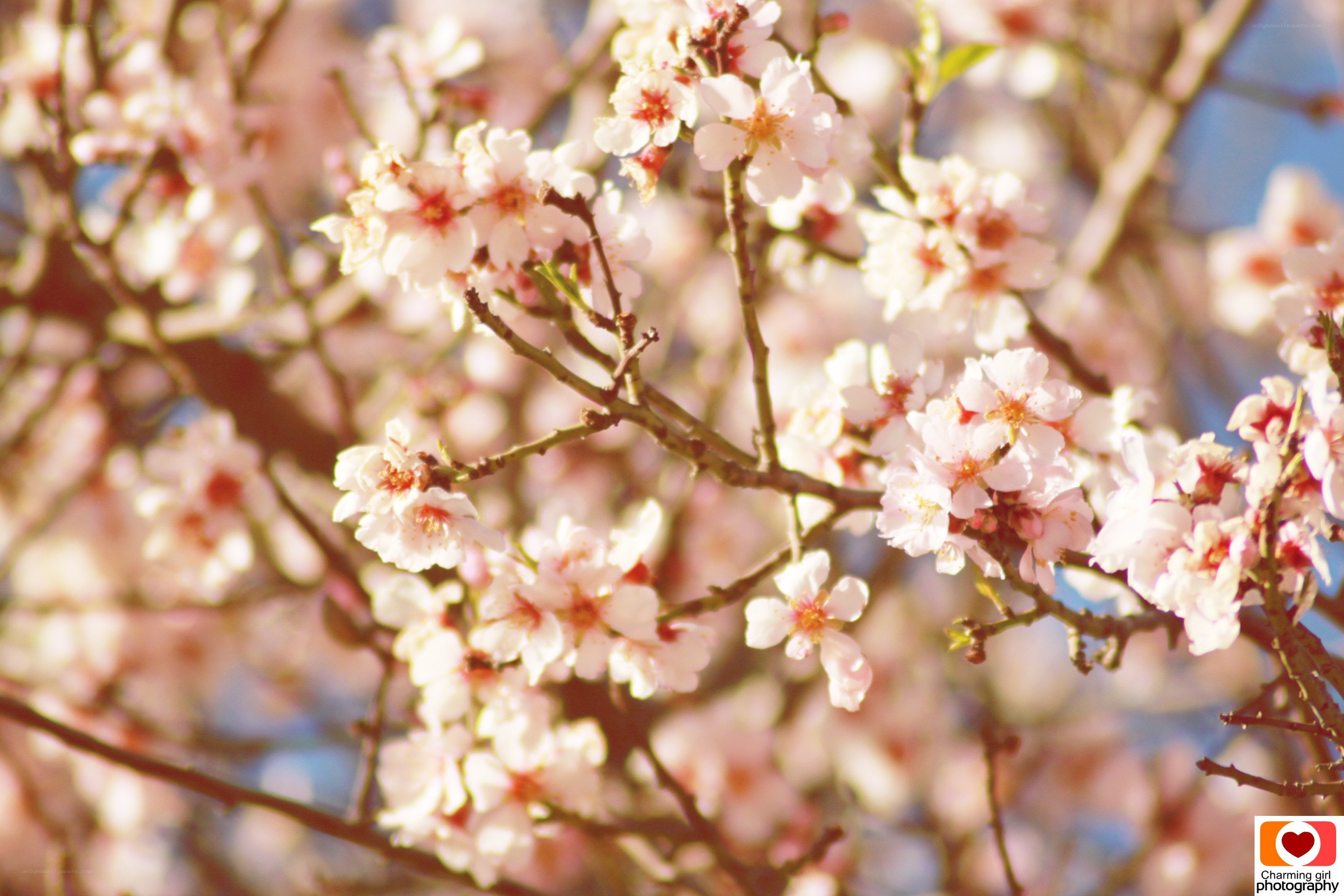 cherry blossoms in spring