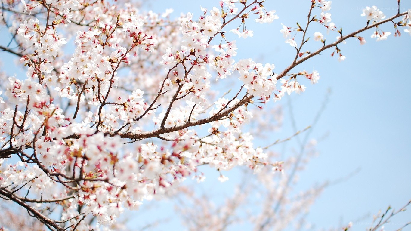 cherry blossoms in spring