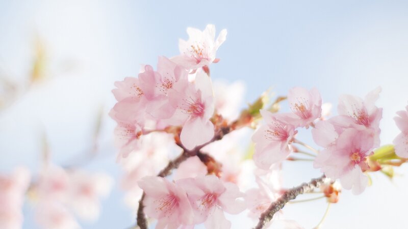 Cherry blossoms in spring
