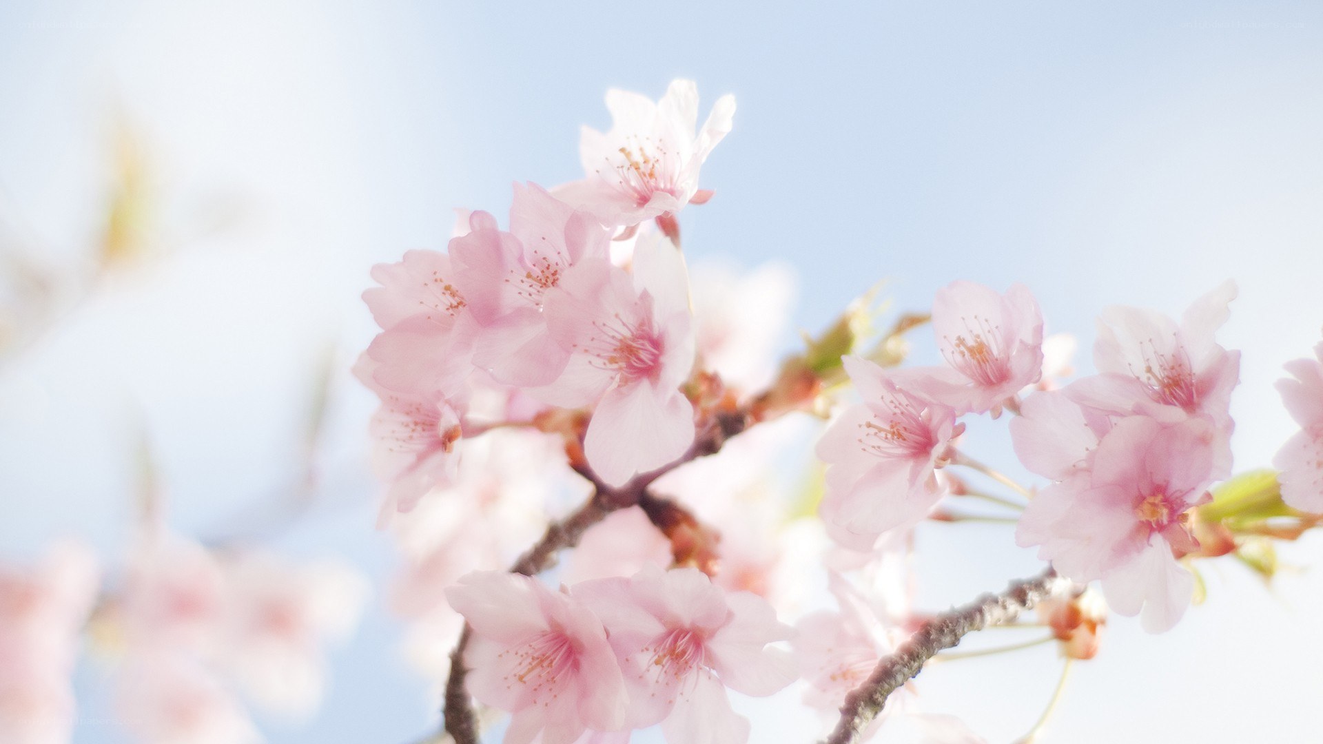 Cherry blossoms in spring