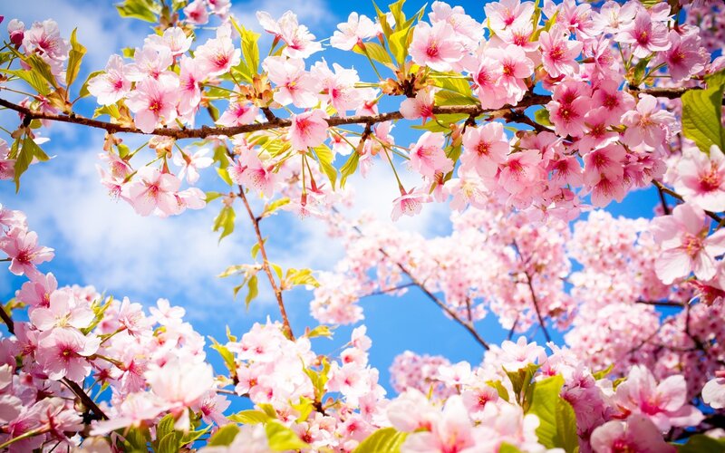Cherry blossoms in spring