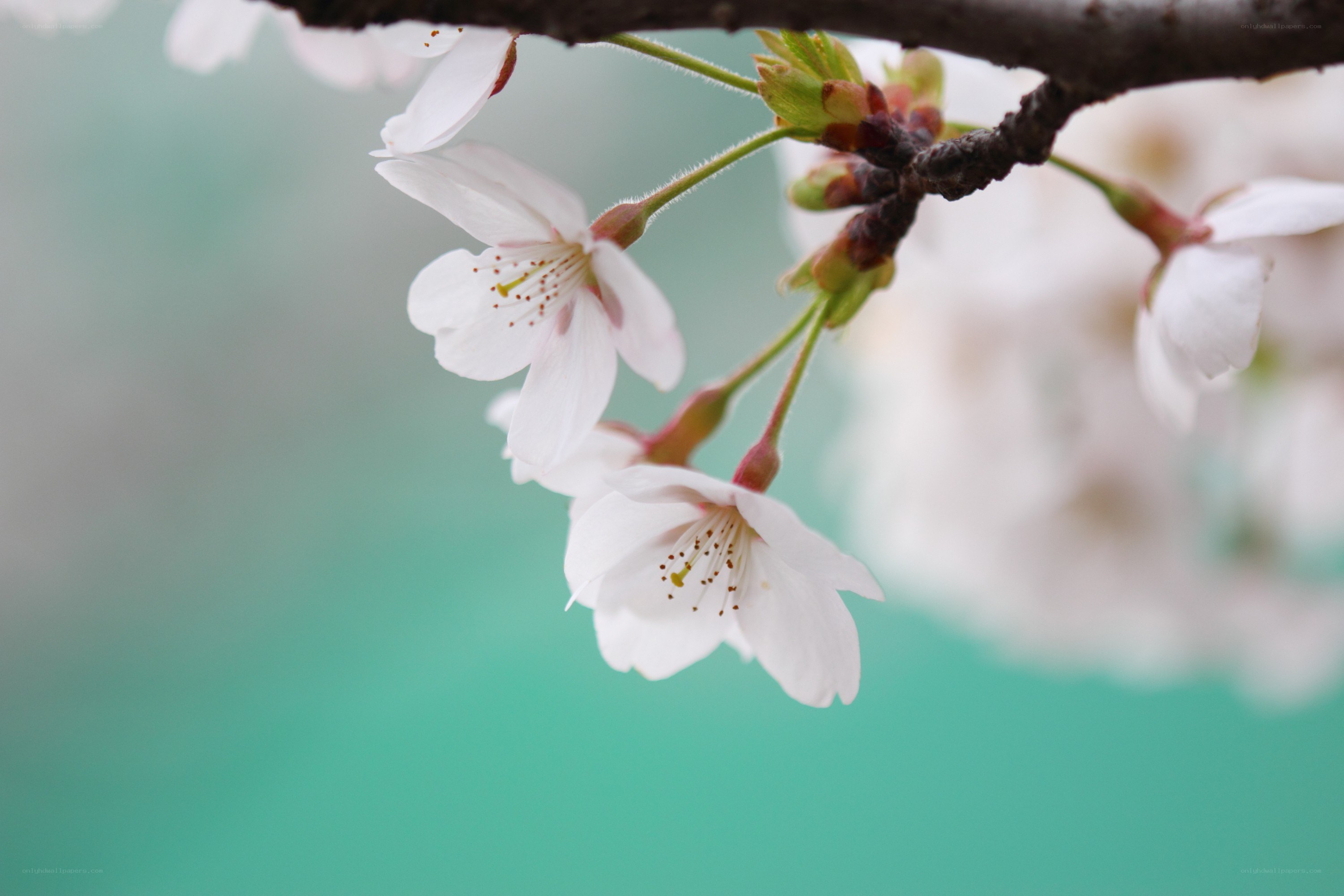 cherry blossoms in spring