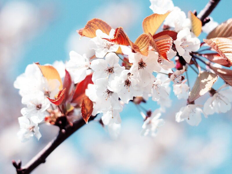 Cherry blossoms in spring