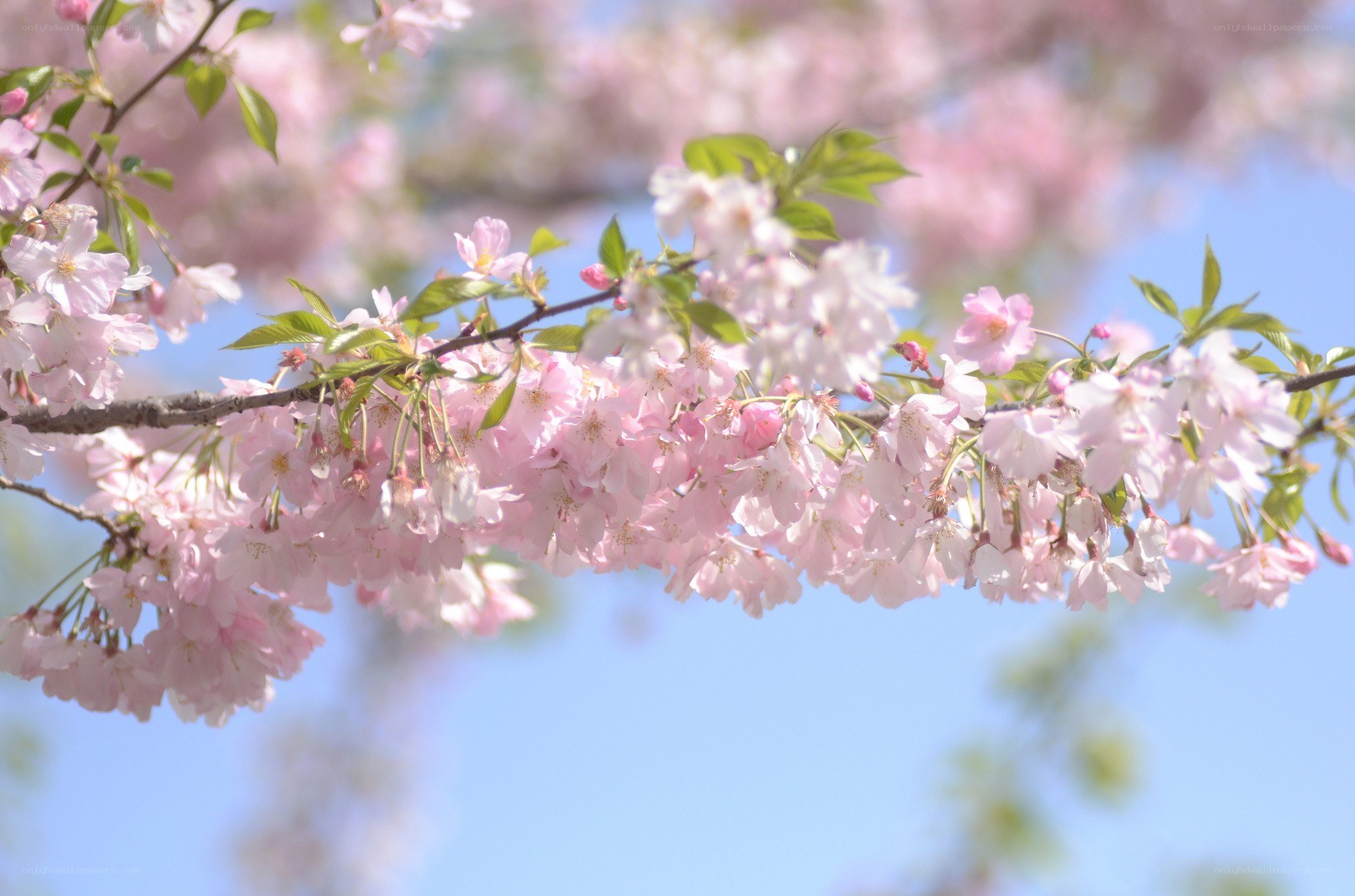 Cherry blossoms in spring