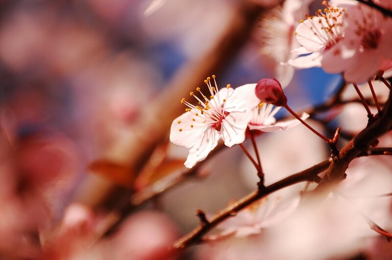 Cherry blossoms in spring