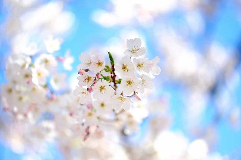 Cherry blossoms in spring