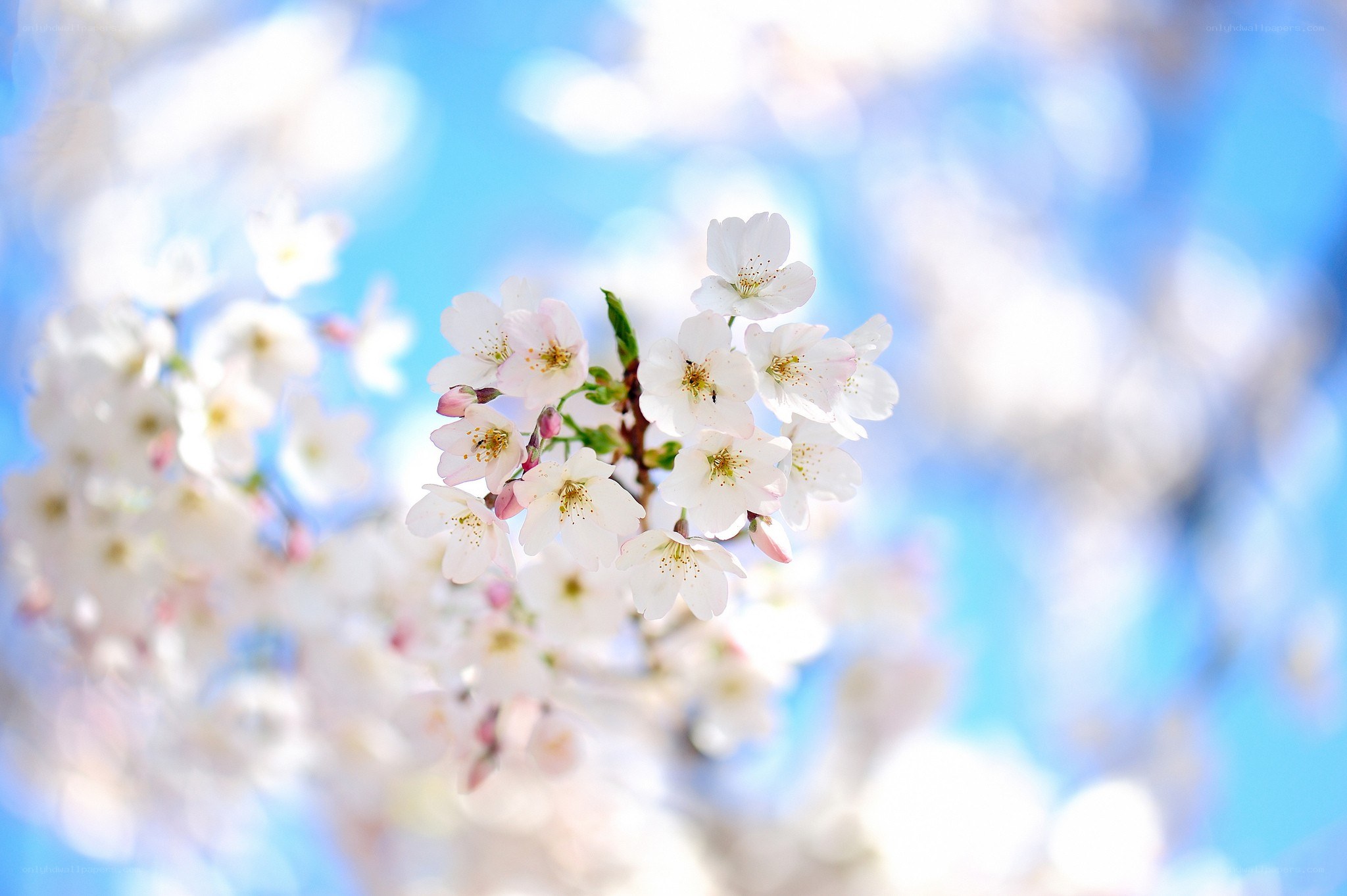Cherry blossoms in spring