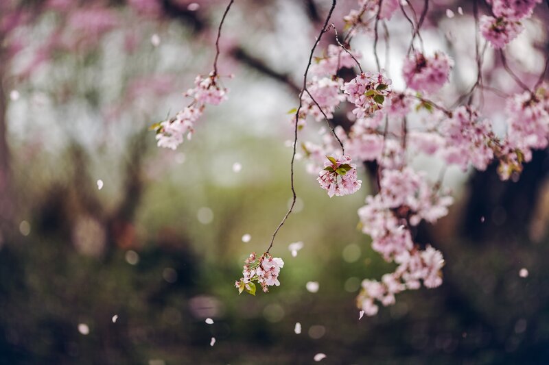 Cherry blossoms in spring