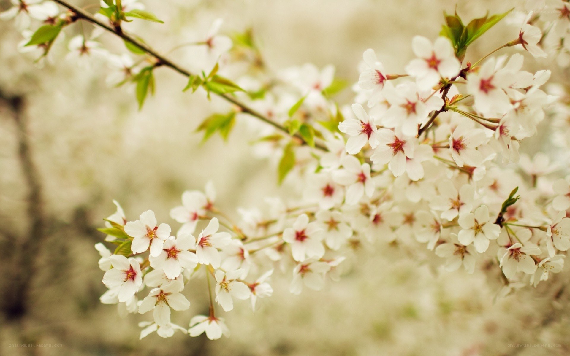 cherry blossoms in spring