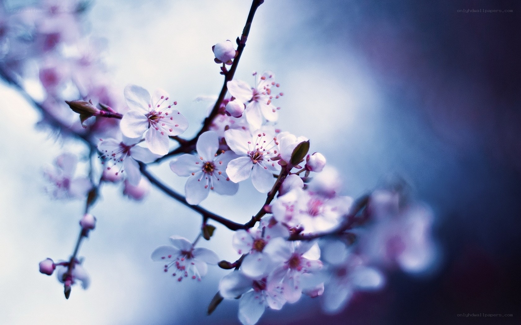 cherry blossoms in spring