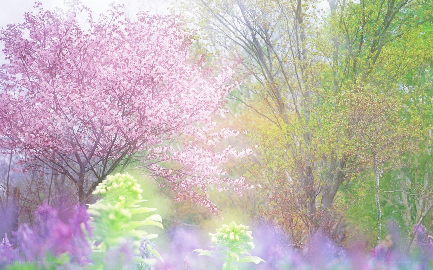 Cherry blossoms in spring