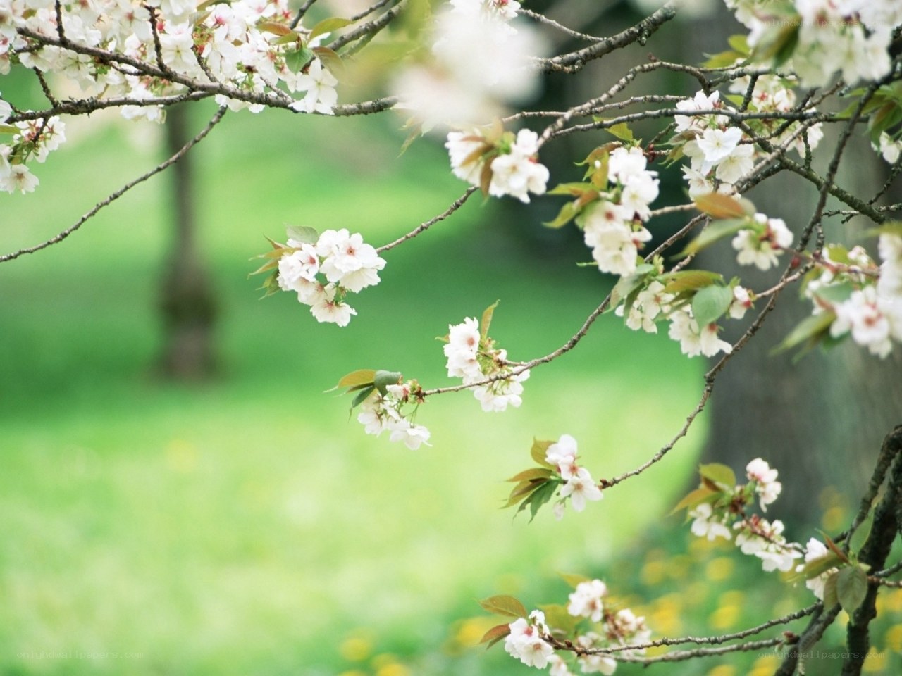 cherry blossoms in spring