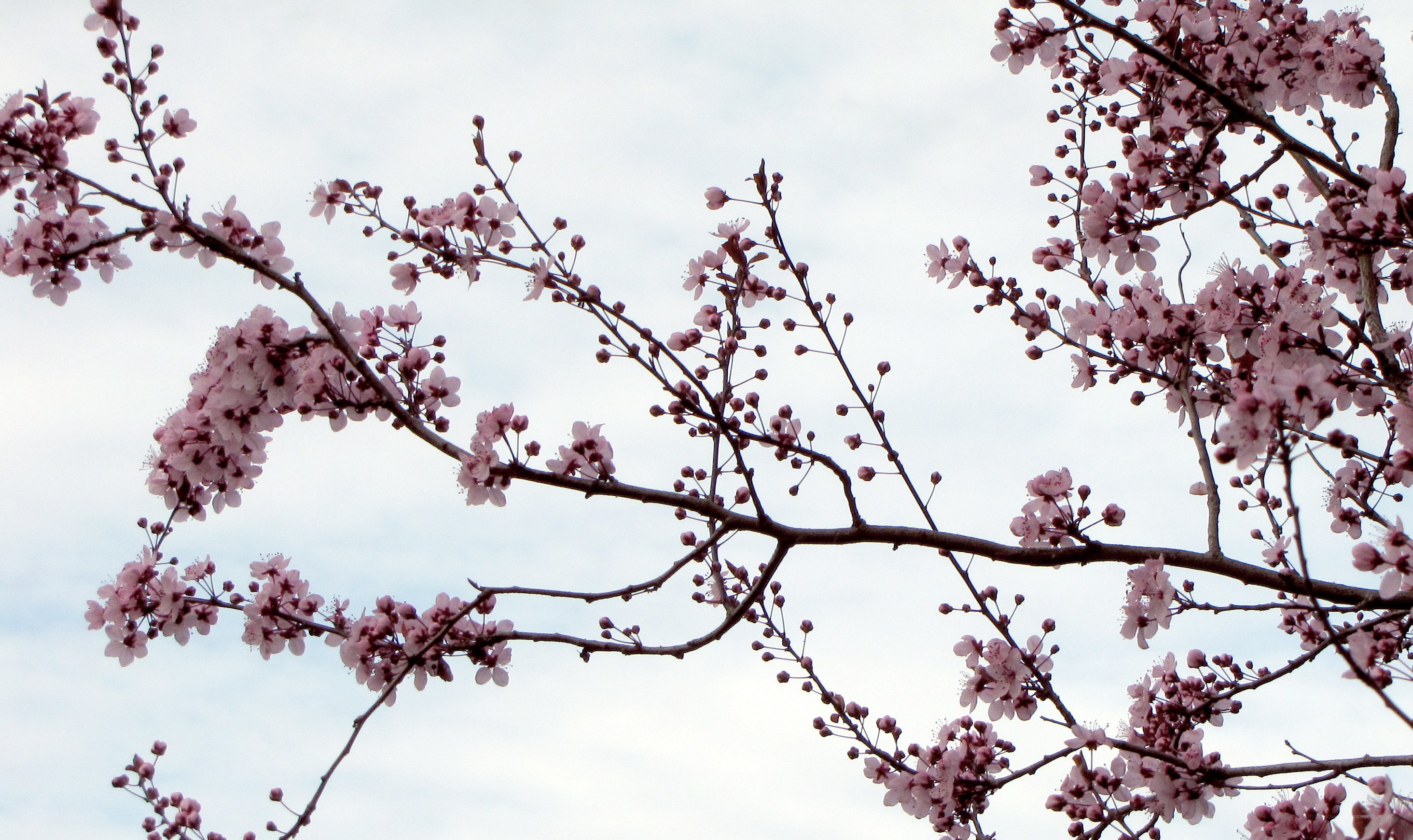 cherry blossoms in spring