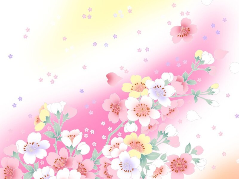 cherry blossoms in spring