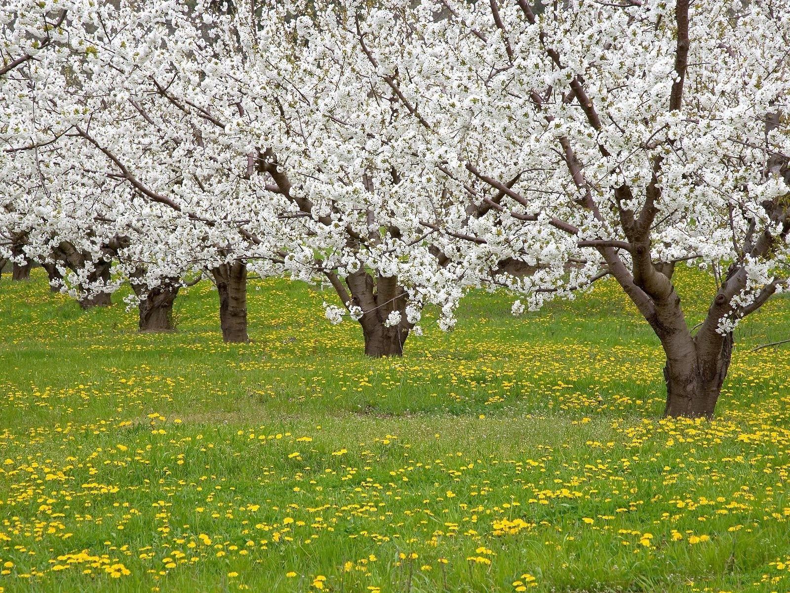 Cherry blossoms in spring