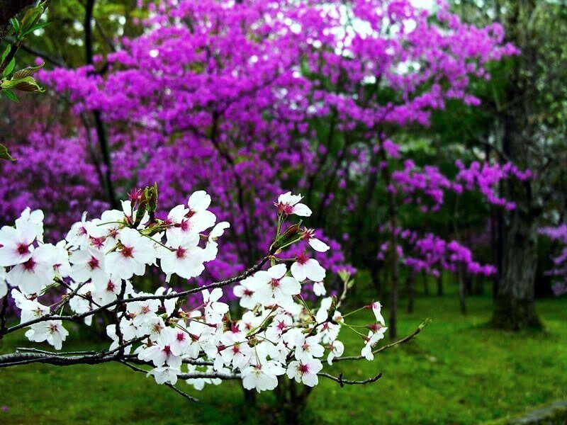 Cherry blossoms in spring