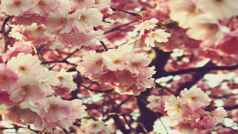 cherry blossoms in spring