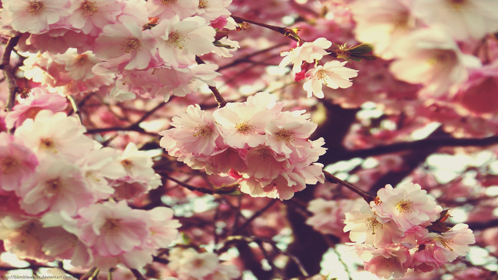 cherry blossoms in spring