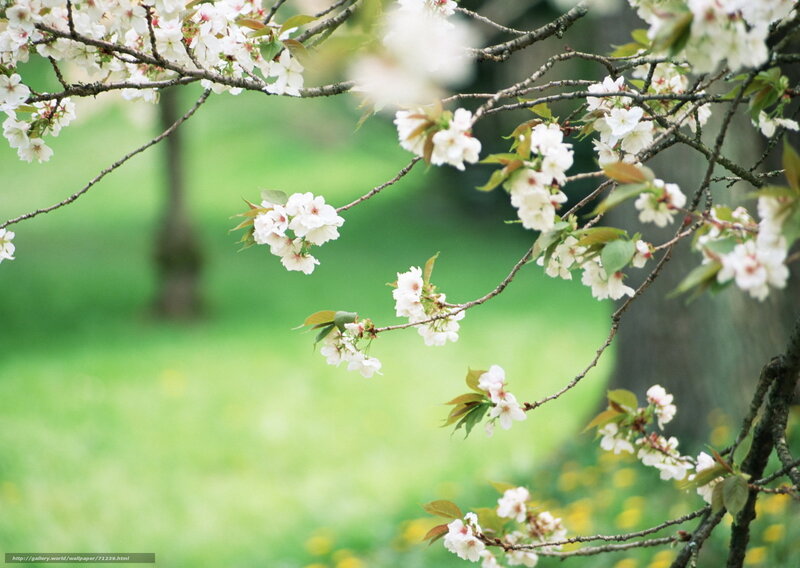 Cherry blossoms in spring