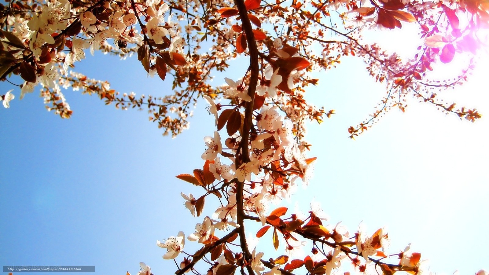 Cherry blossoms in spring