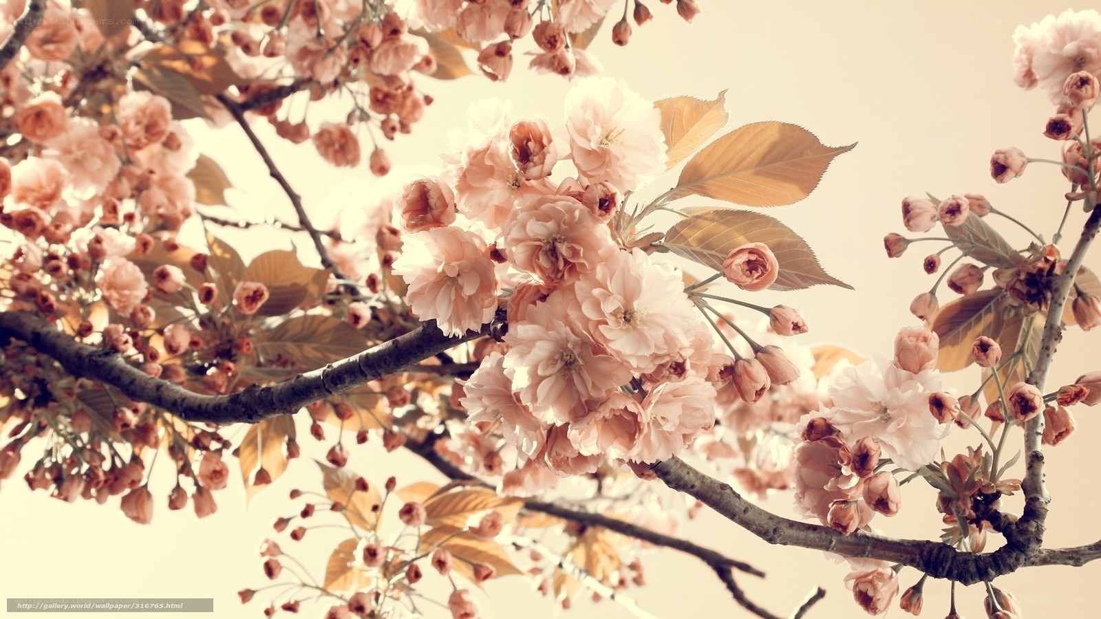 cherry blossoms in spring