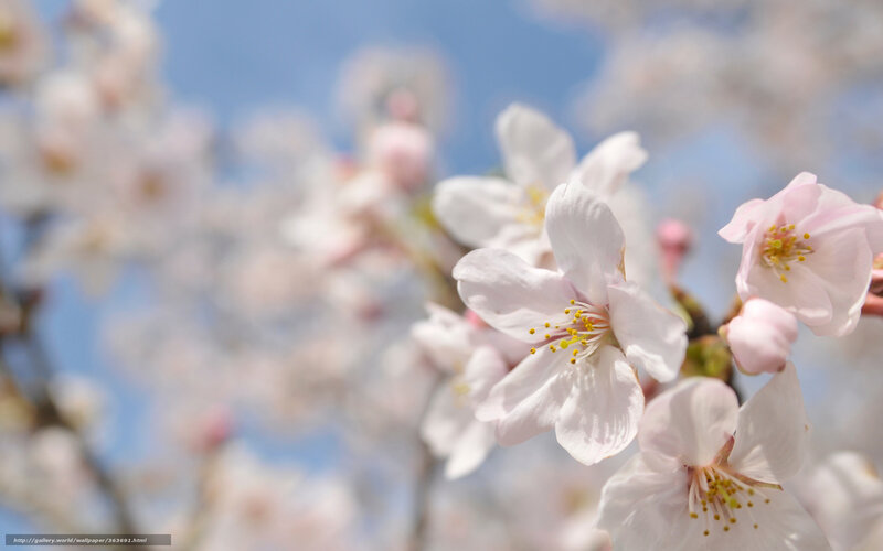 Cherry blossoms in spring