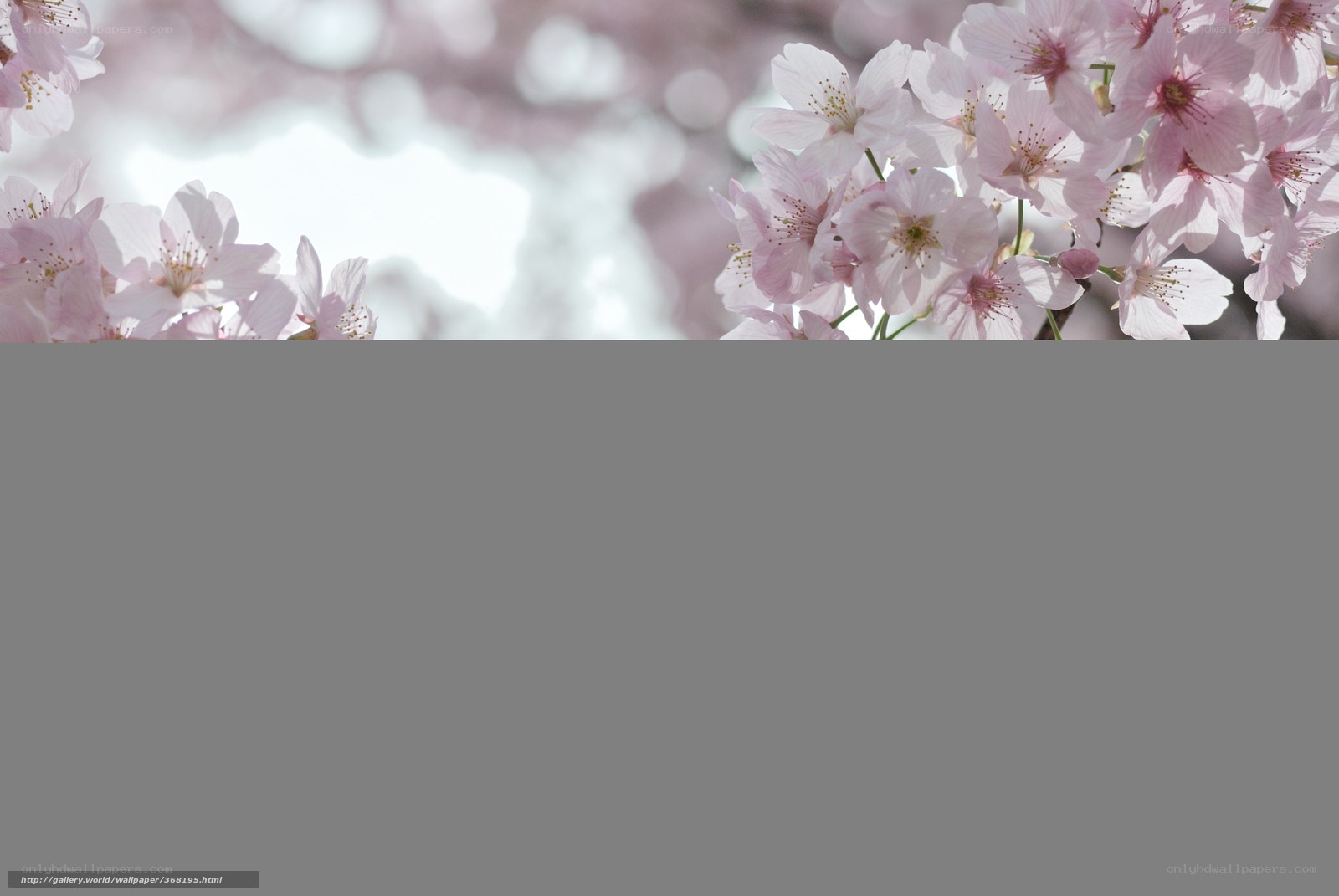 Cherry blossoms in spring