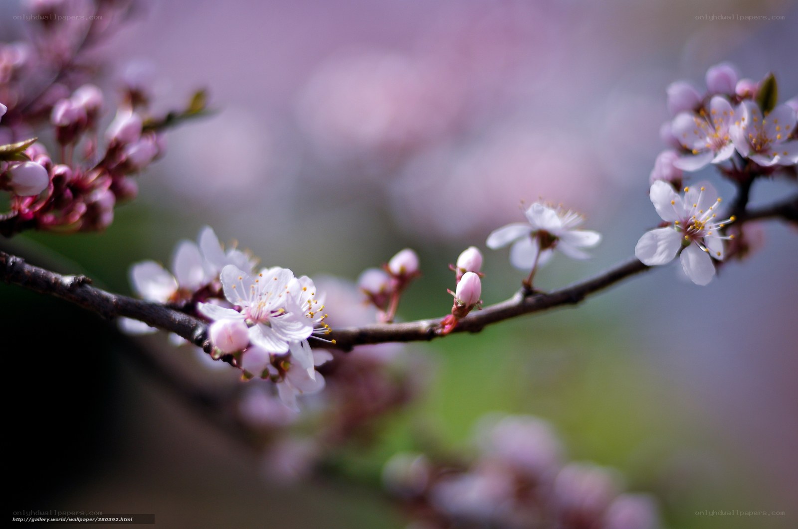 Cherry blossoms in spring