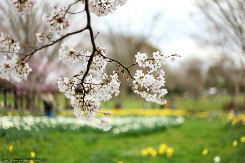 Cherry blossoms in spring