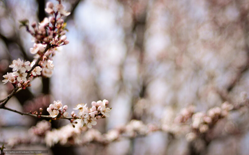 Cherry blossoms in spring