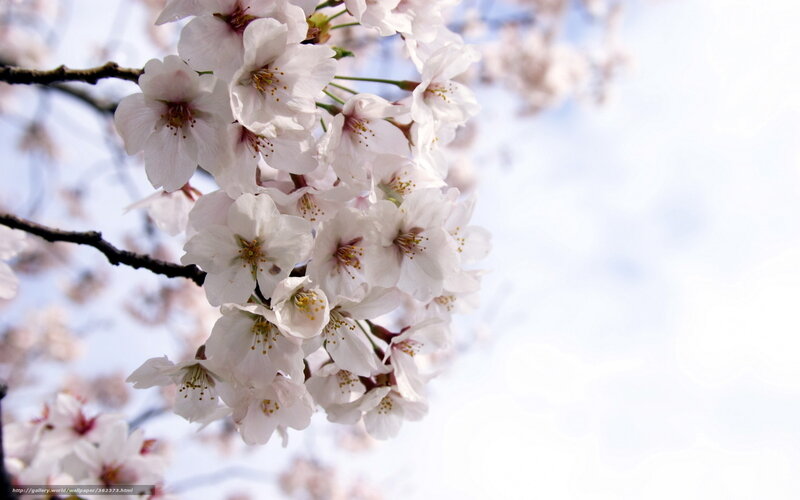 Cherry blossoms in spring
