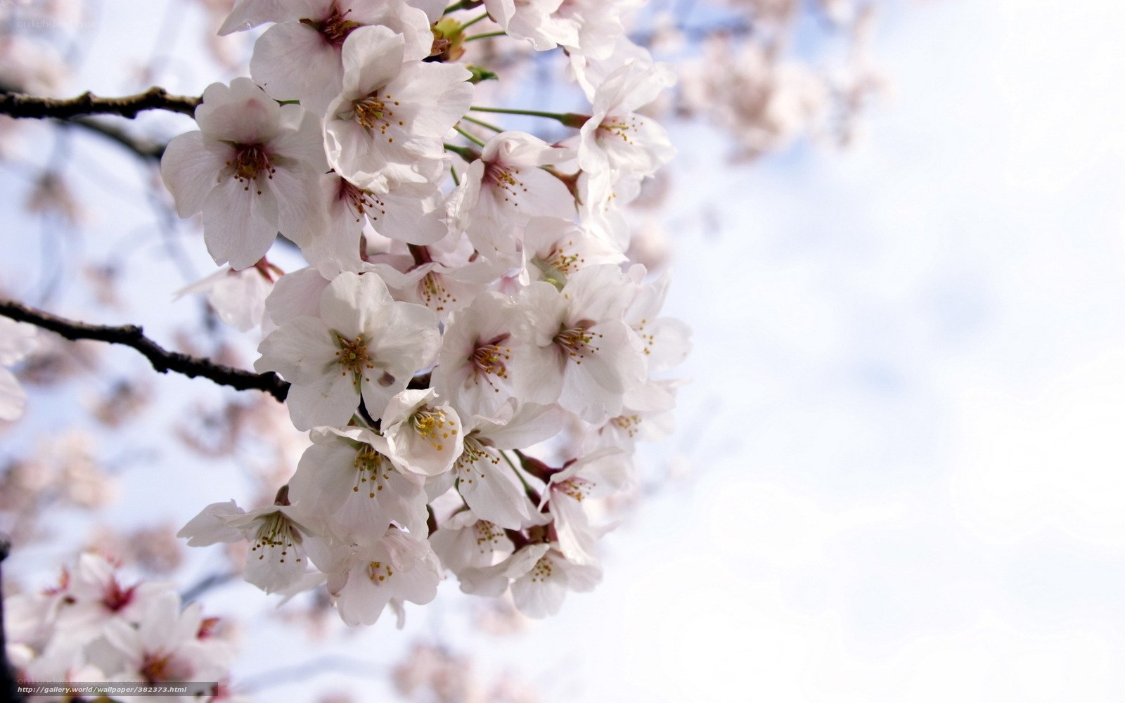 Cherry blossoms in spring