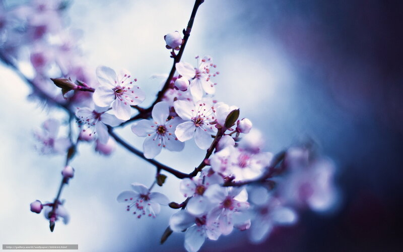 Cherry blossoms in spring