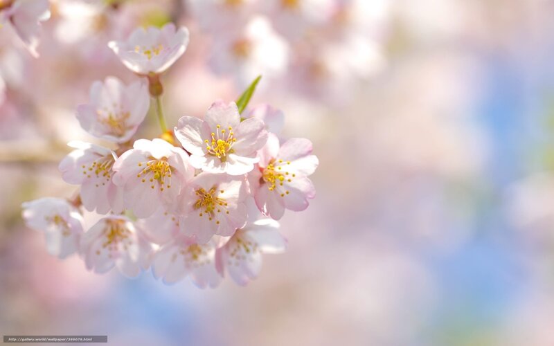 Cherry blossoms in spring