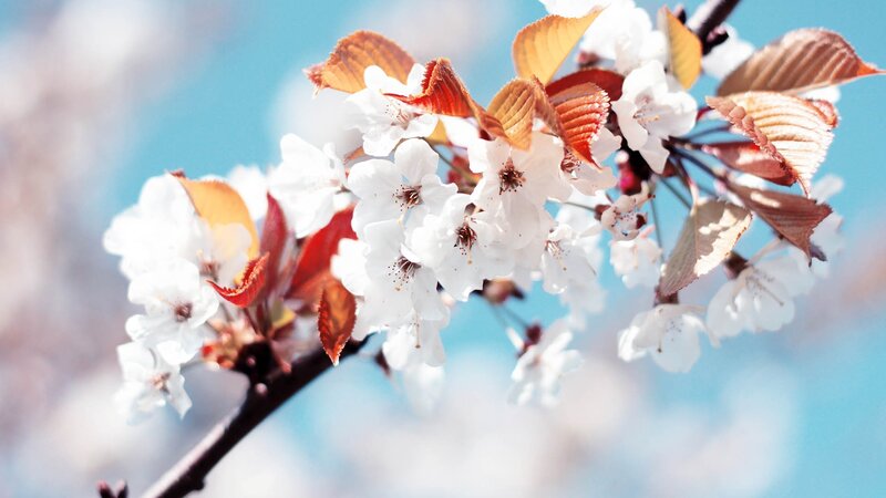 Cherry blossoms in spring