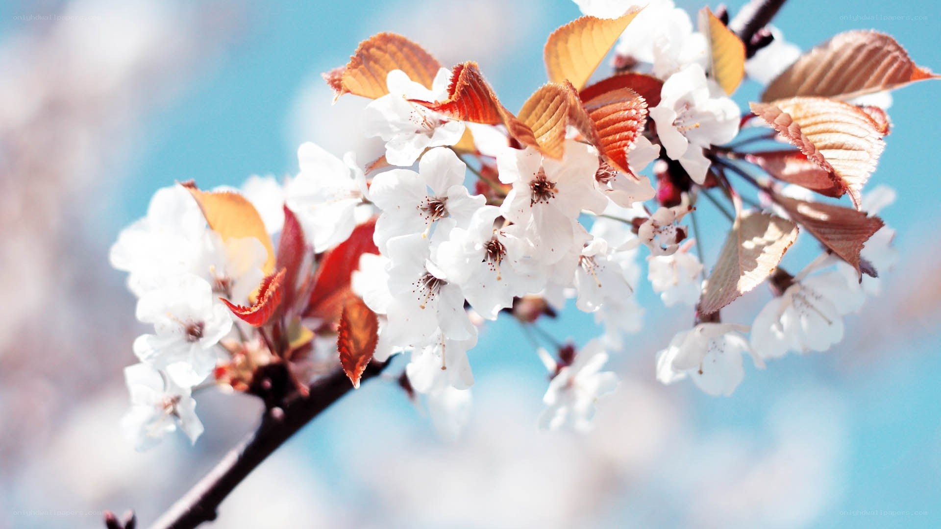 Cherry blossoms in spring