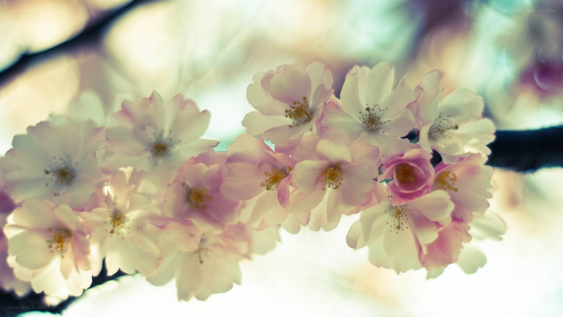 Cherry blossoms in spring