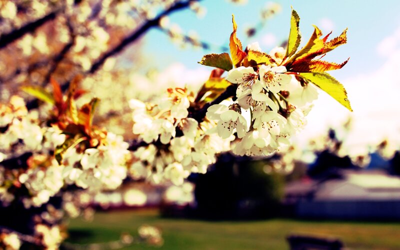 Cherry blossoms in spring