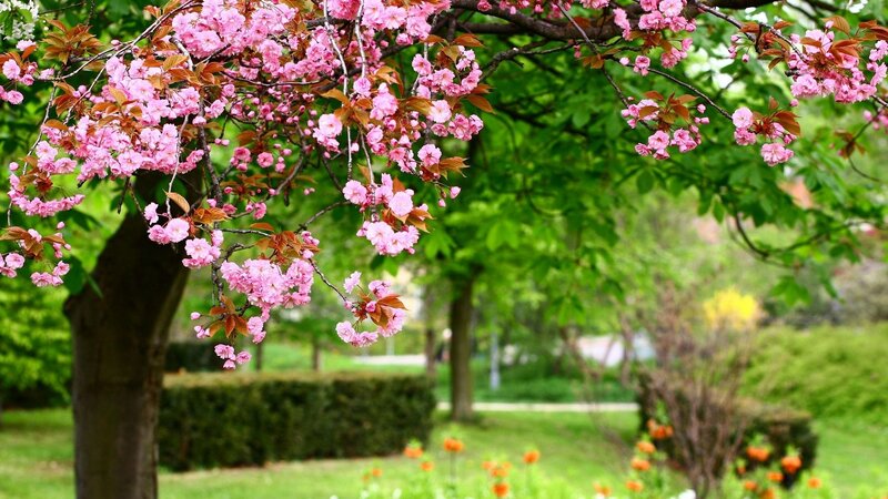 Cherry blossoms in spring