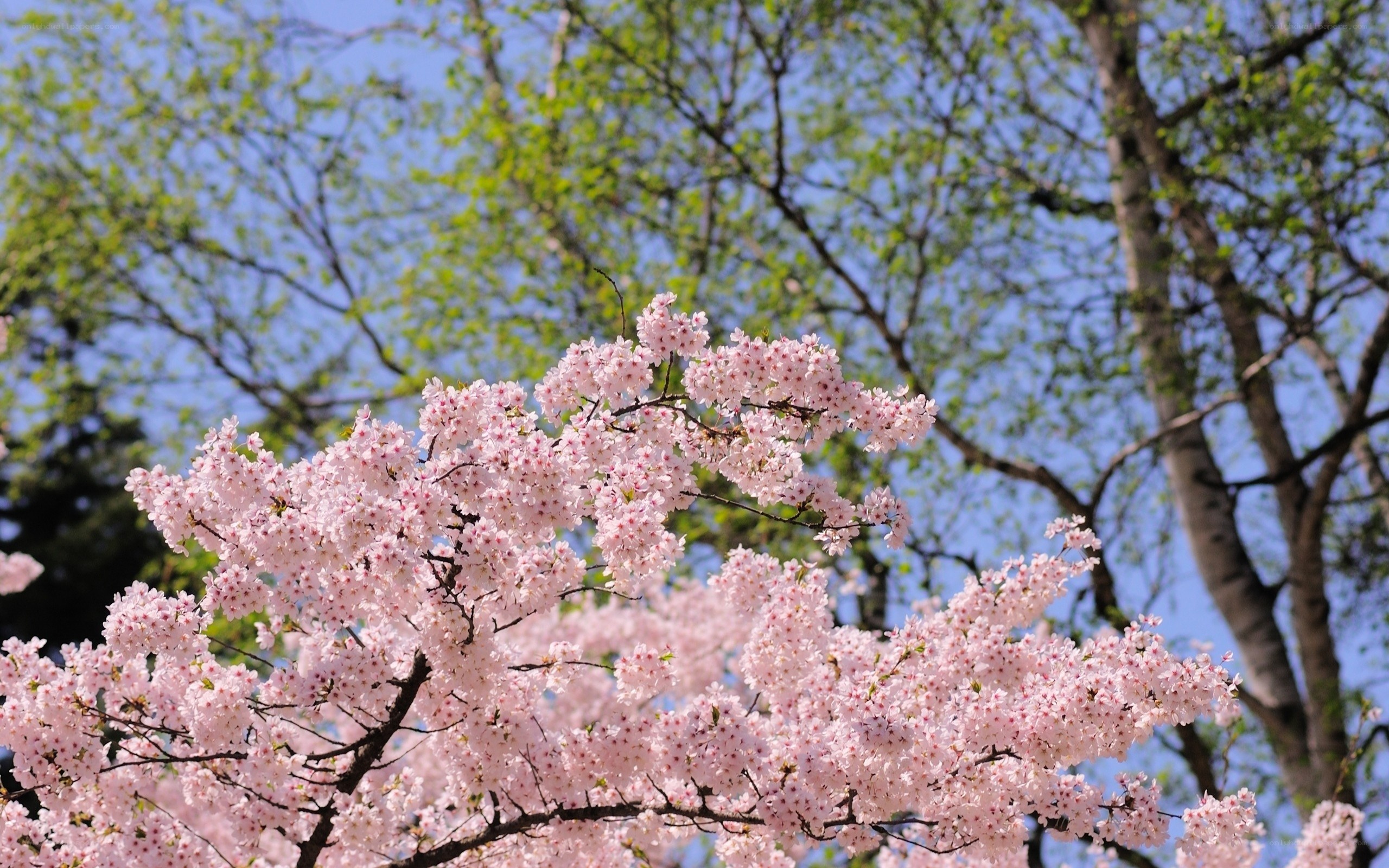 Cherry blossoms in spring