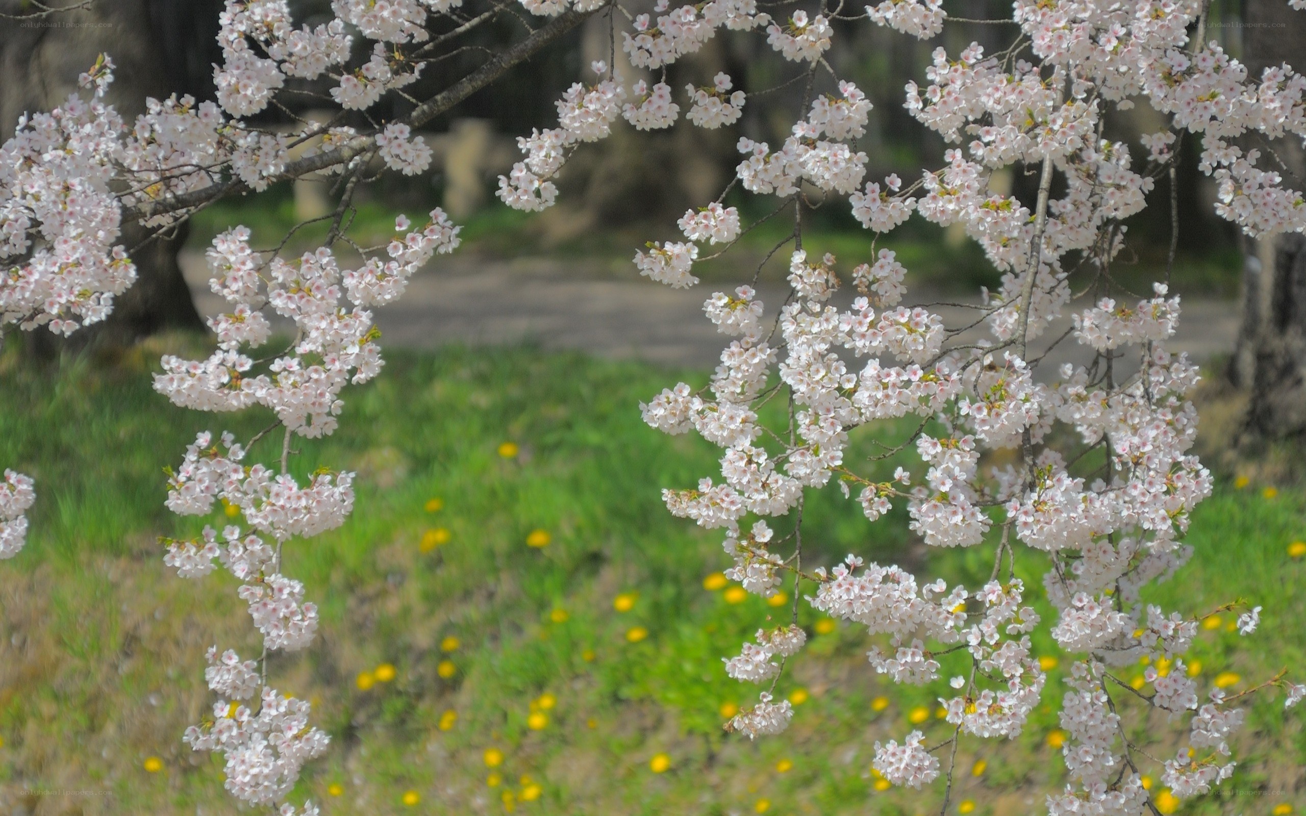 Cherry blossoms in spring