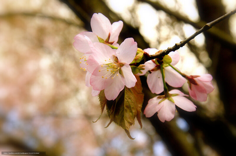 Cherry blossoms in spring